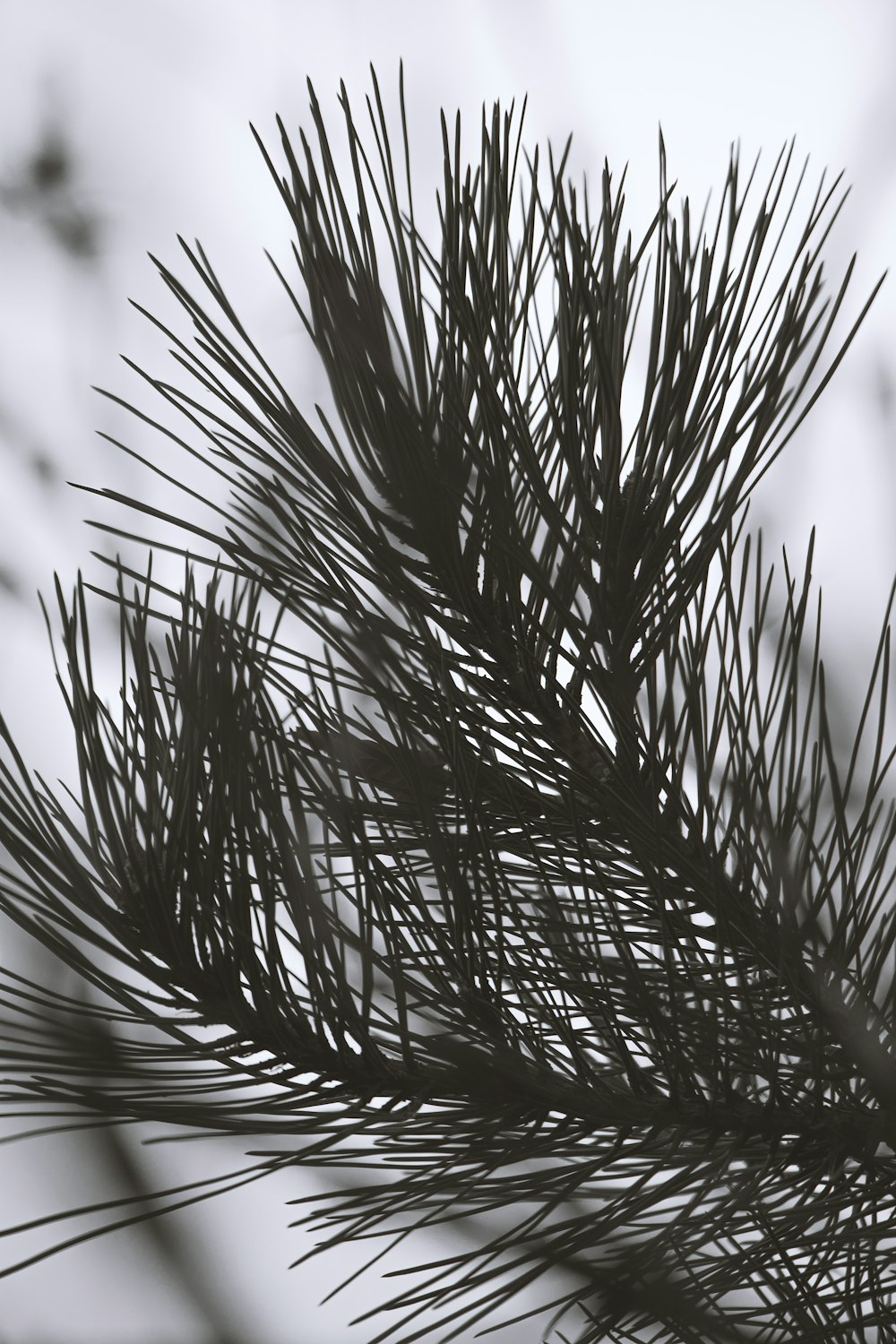 a black and white photo of a pine tree