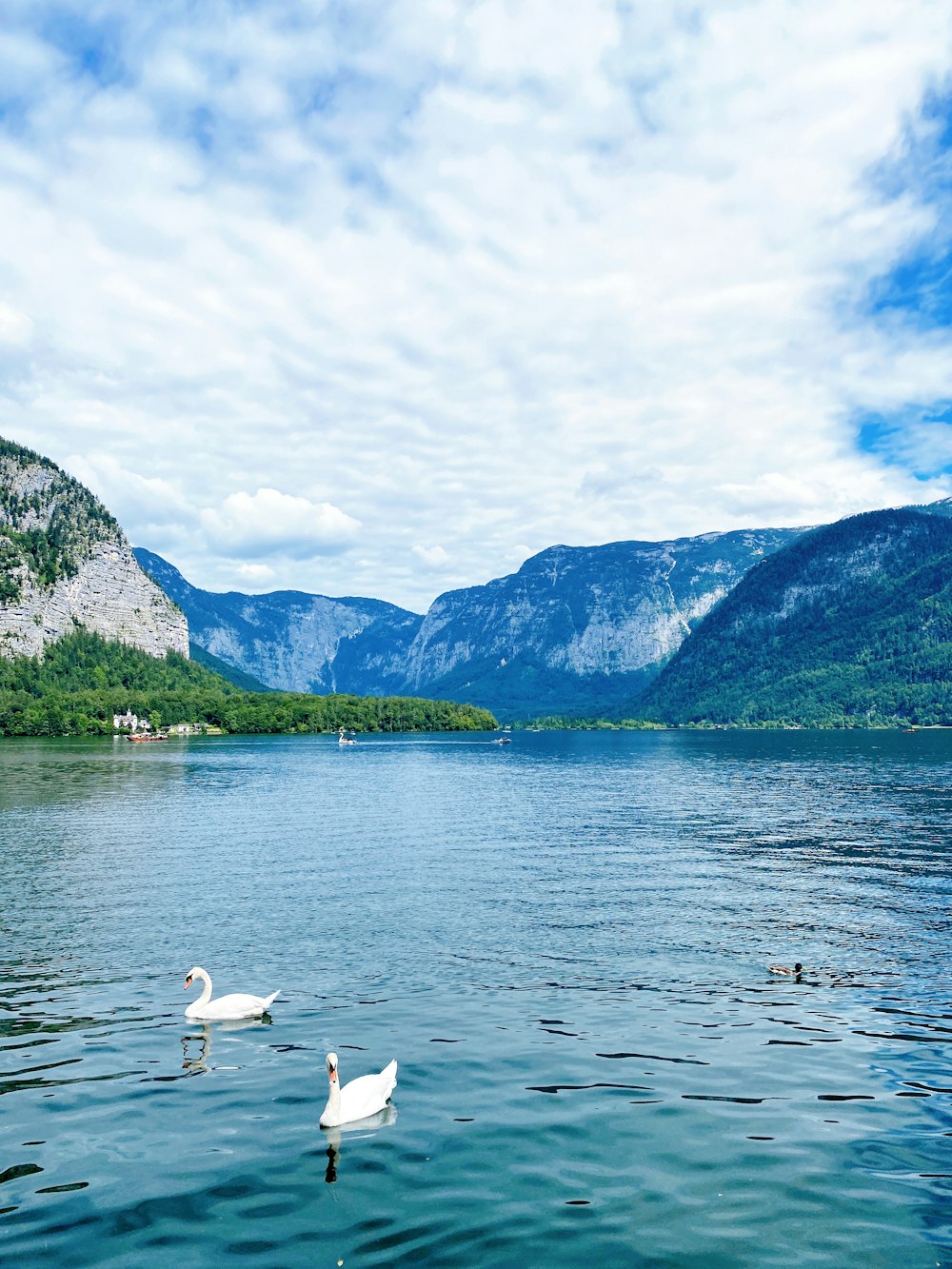 two swans swimming in a lake with mountains in the background