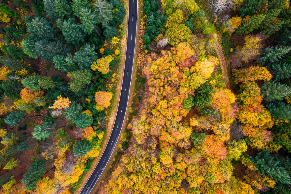 an aerial view of a road surrounded by trees