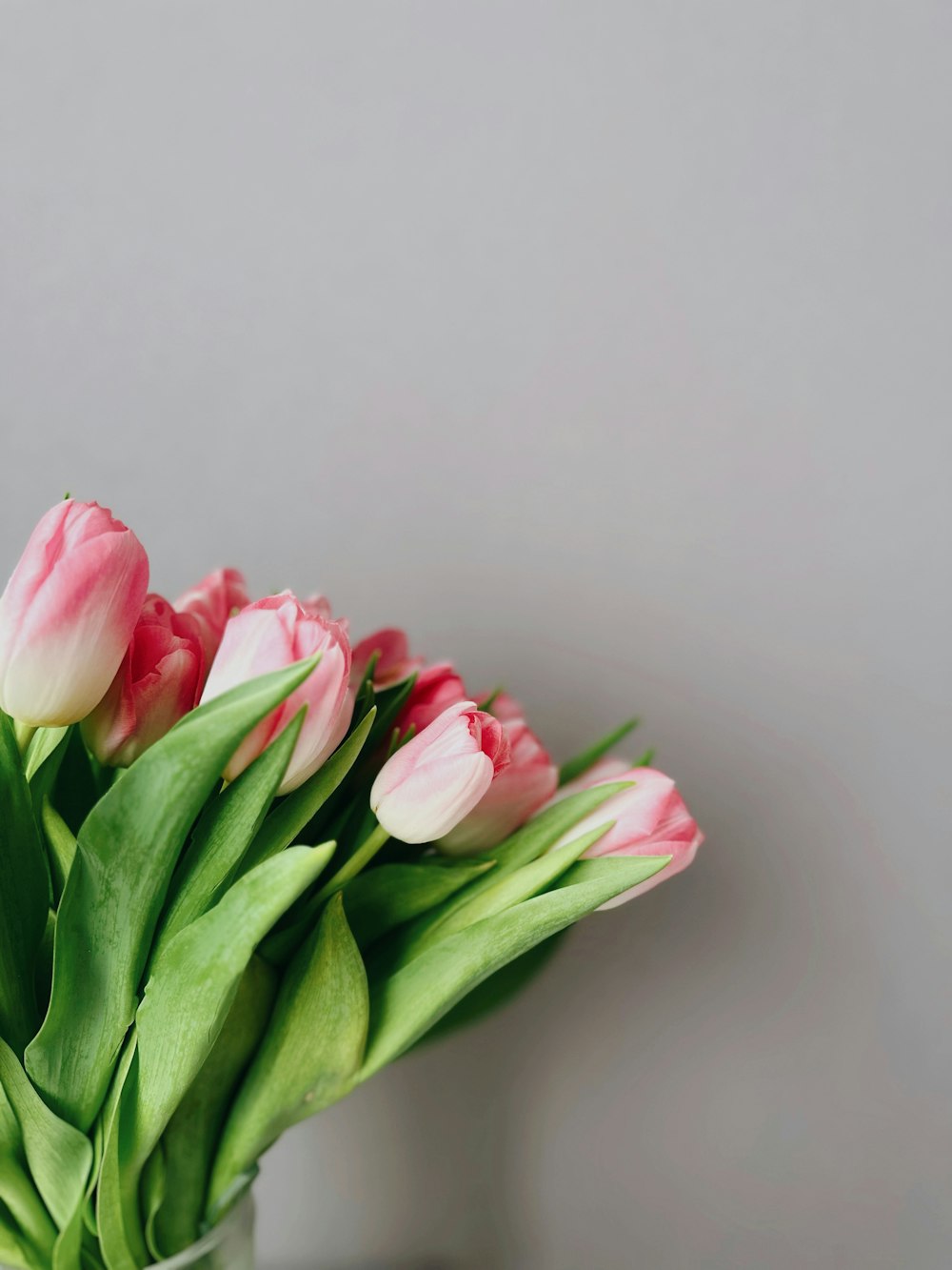 a glass vase filled with pink and white tulips