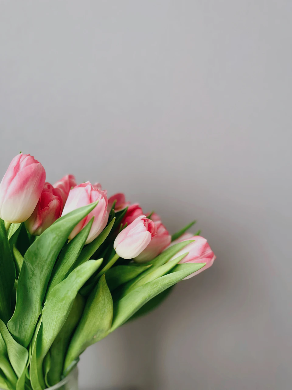 Pink tulips arranged in clear glass vase on gray surface against white wall