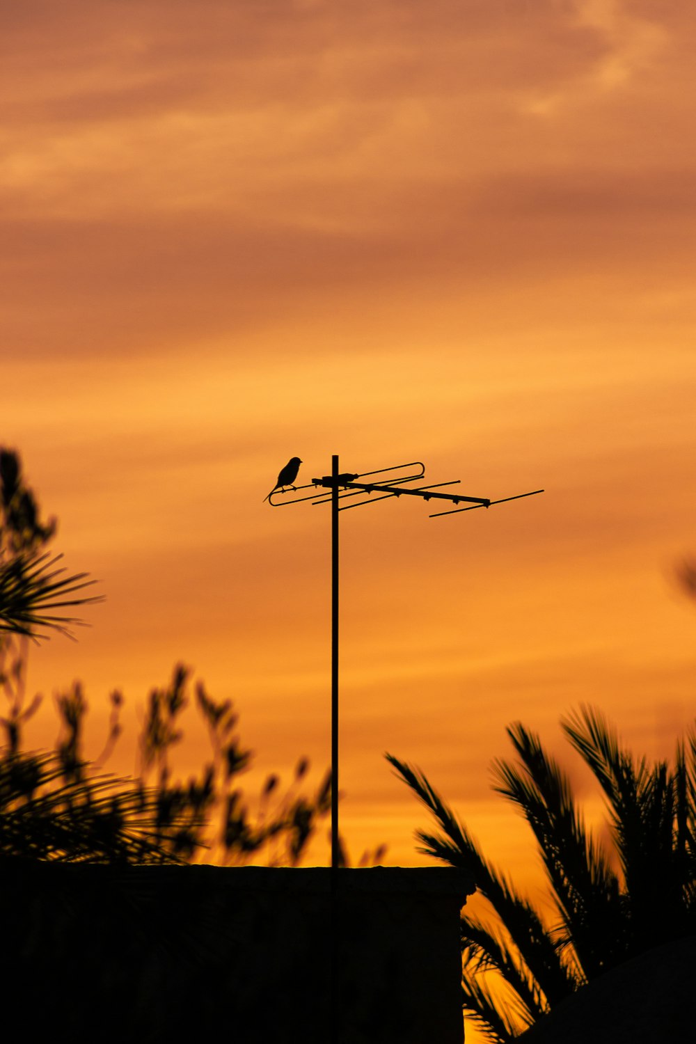 a bird sitting on top of a weather vane at sunset