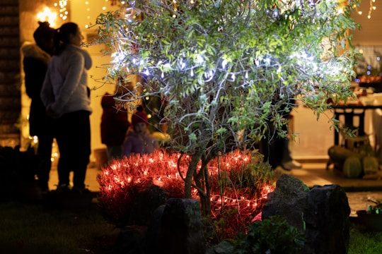 An outdoor scene featuring a tree adorned with white string lights. Nearby, red lights illuminate a bush, providing a warm glow. In the dim background, people are gathered, partially visible through a softly lit doorway, likely part of a festive gathering.