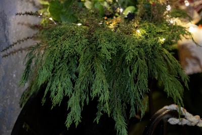 An aesthetic arrangement of fresh greens with subtle lighting creating a calm ambiance.