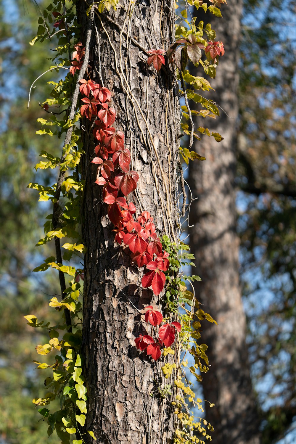 a tree with a bunch of flowers growing on it