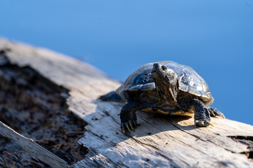 a turtle sitting on top of a wooden plank
