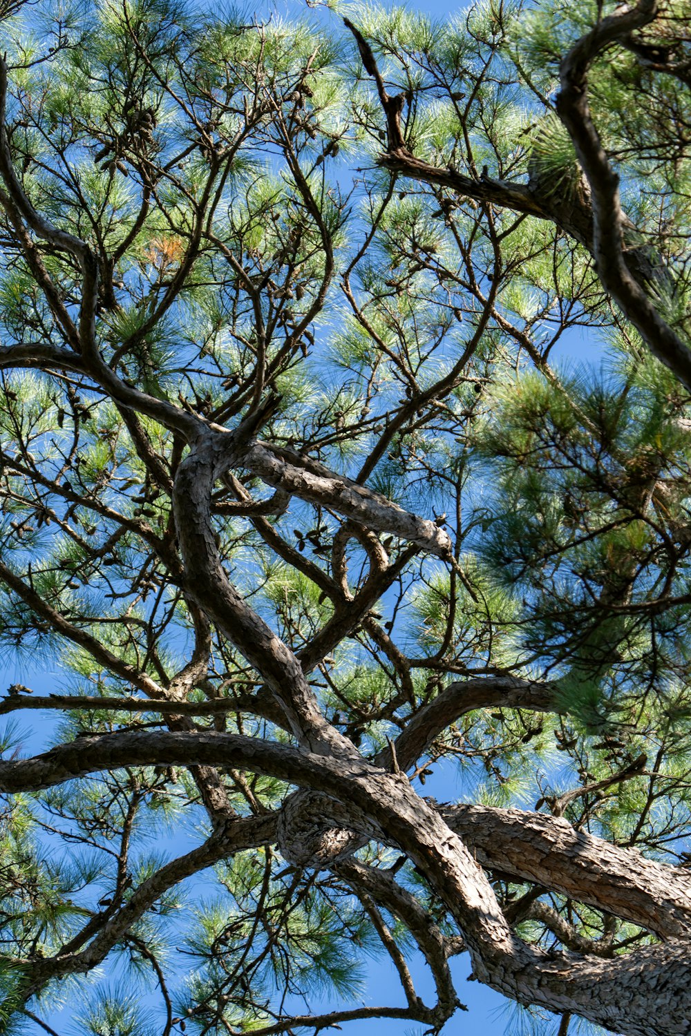 a bird sitting on a branch of a pine tree