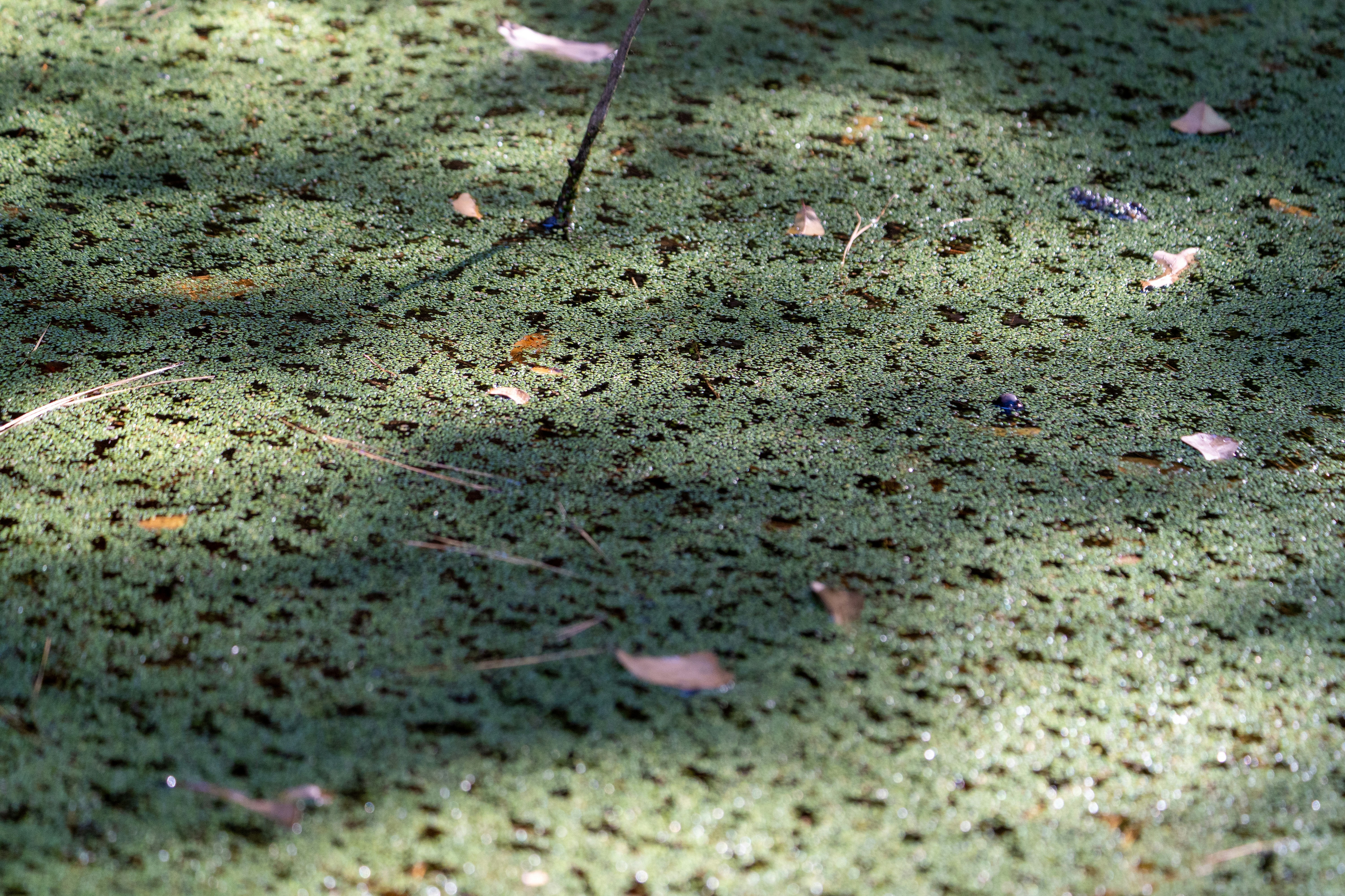 How to Identify Common Lawn Diseases: A Comprehensive Guide for Homeowners