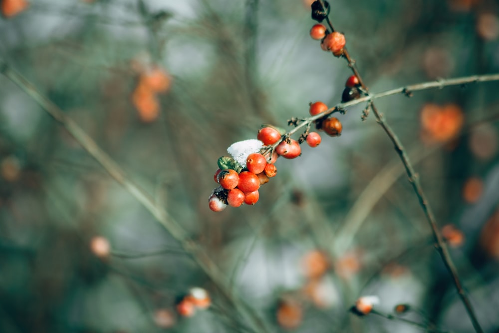 a bunch of berries that are on a tree