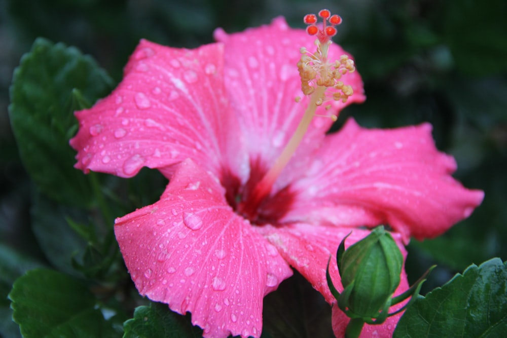 a pink flower with water droplets on it