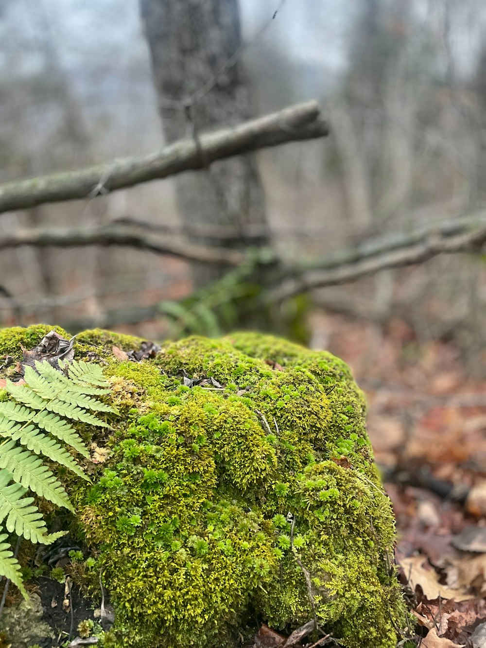 a green moss covered rock in the woods