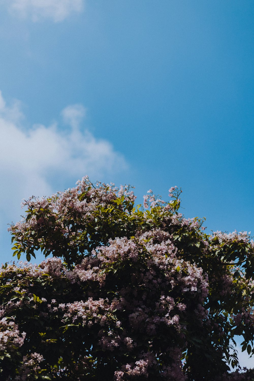 a tree with purple flowers in the foreground and a blue sky in the background