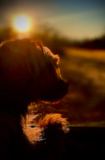 A serene nature scene with soft beige and cream tones, featuring a dog silhouette against a warm golden sunset.