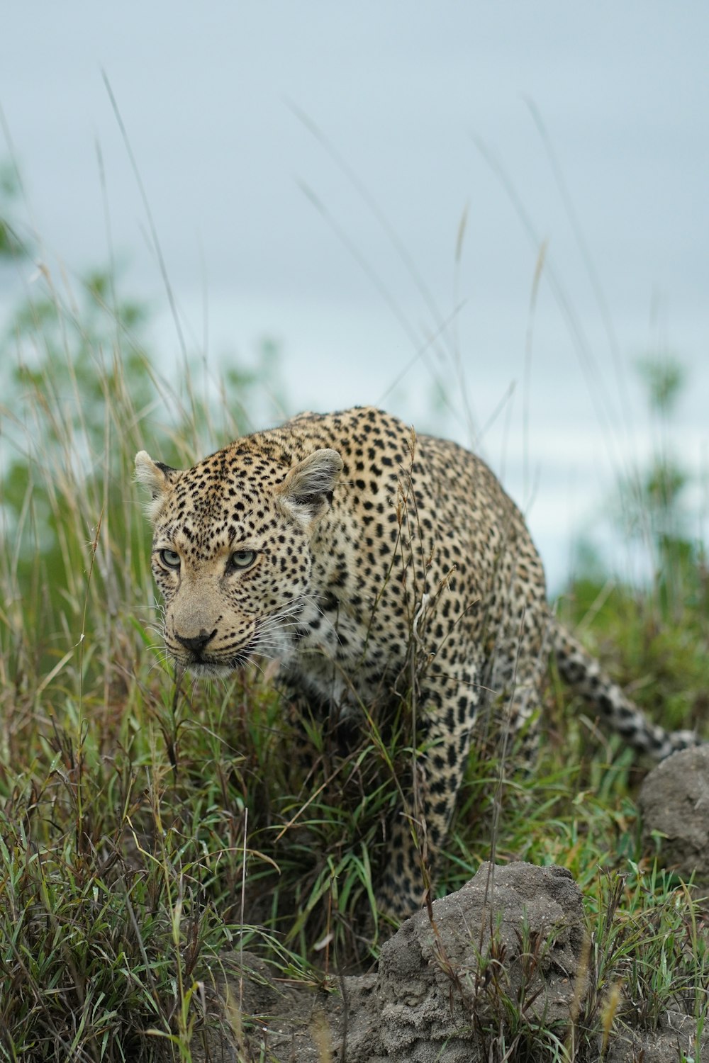 a leopard is walking through the tall grass