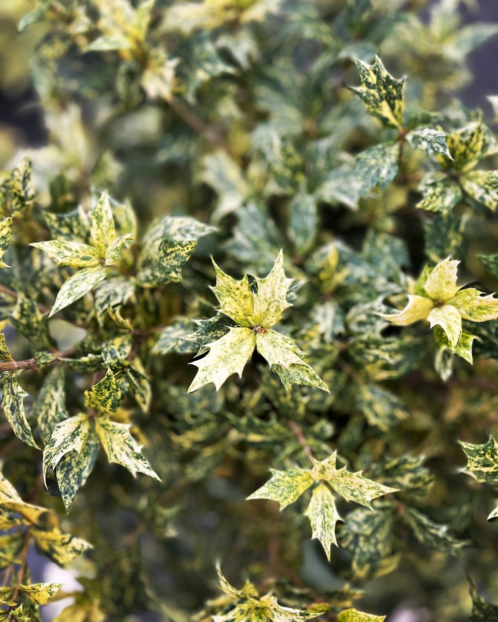 a close up of a green plant with leaves