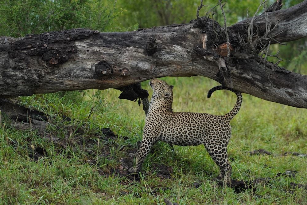 a small leopard standing next to a fallen tree