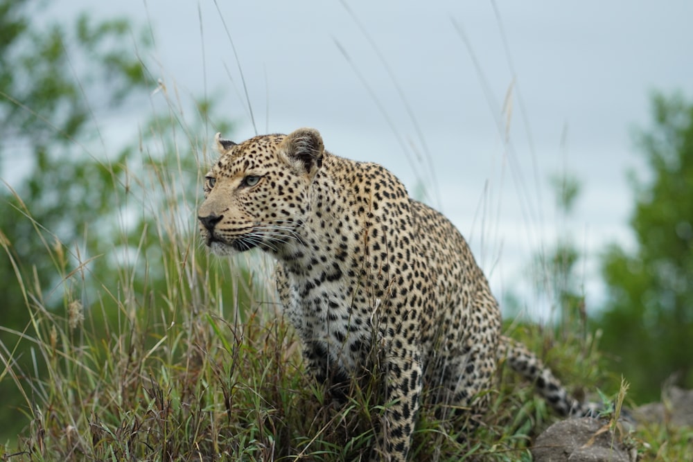 a leopard is walking through the tall grass