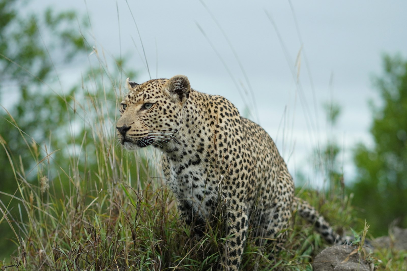 A leopard pausing in tall green grass in the Sabi Sand reserve near Kruger