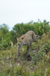 A leopard is seen gracefully moving through lush grassland, surrounded by greenery and scattered tall grass. Its coat features distinct black spots on a golden-yellow background, and it appears focused and intent in its movement.