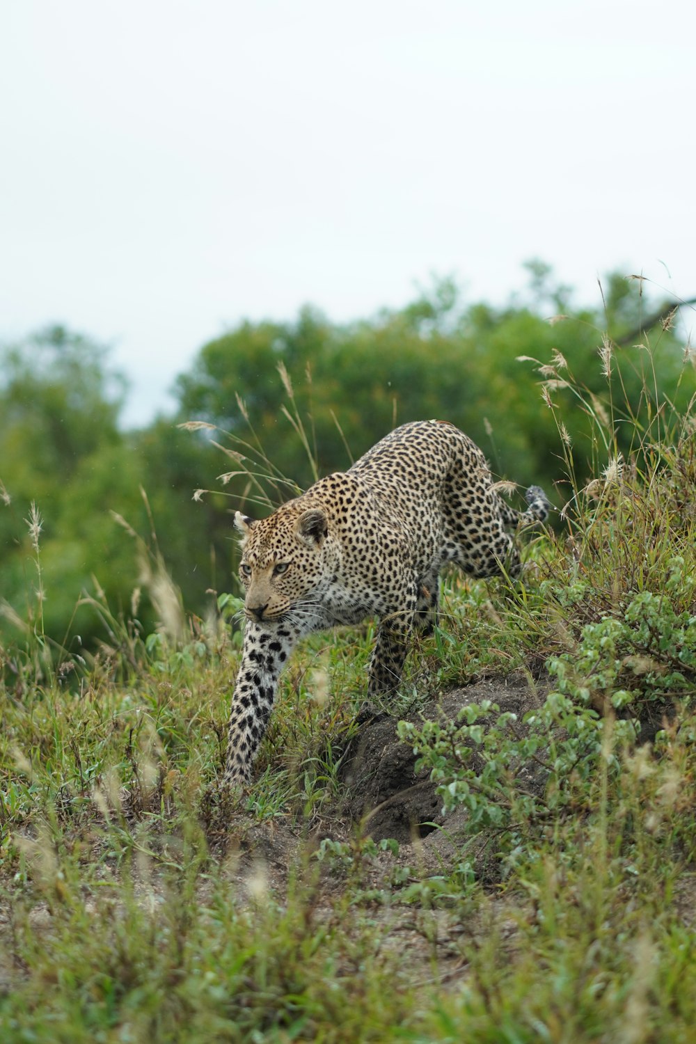 a leopard walking through a grassy area with trees in the background