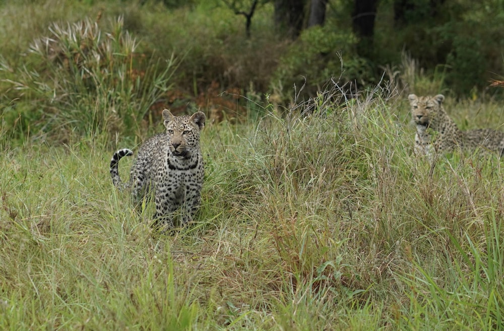 a couple of cheetah walking through a lush green field