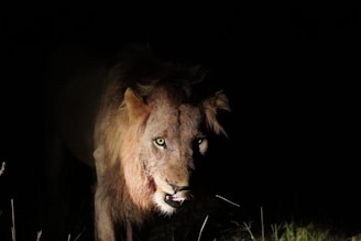 A lion is illuminated against a dark background, with its fierce expression and sharp eyes visible. Its mane is partially highlighted, giving a dramatic effect.