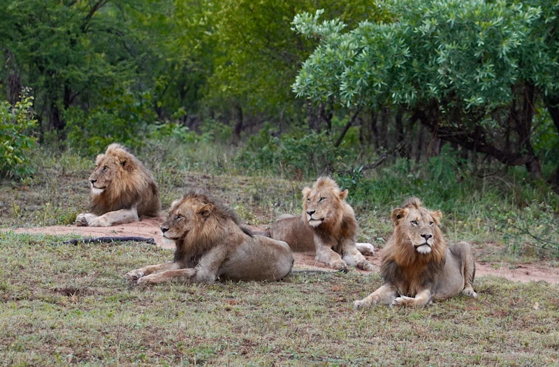 Best Things to Do in Kruger National Park for First Timers (and Repeat Visitors)