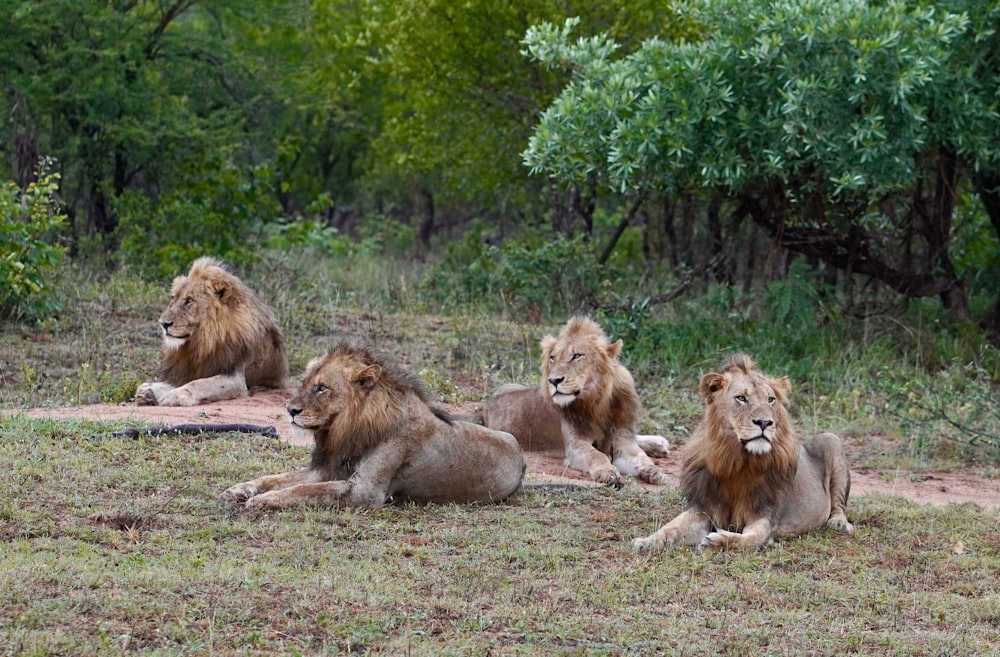 a group of lions sitting on top of a grass covered field