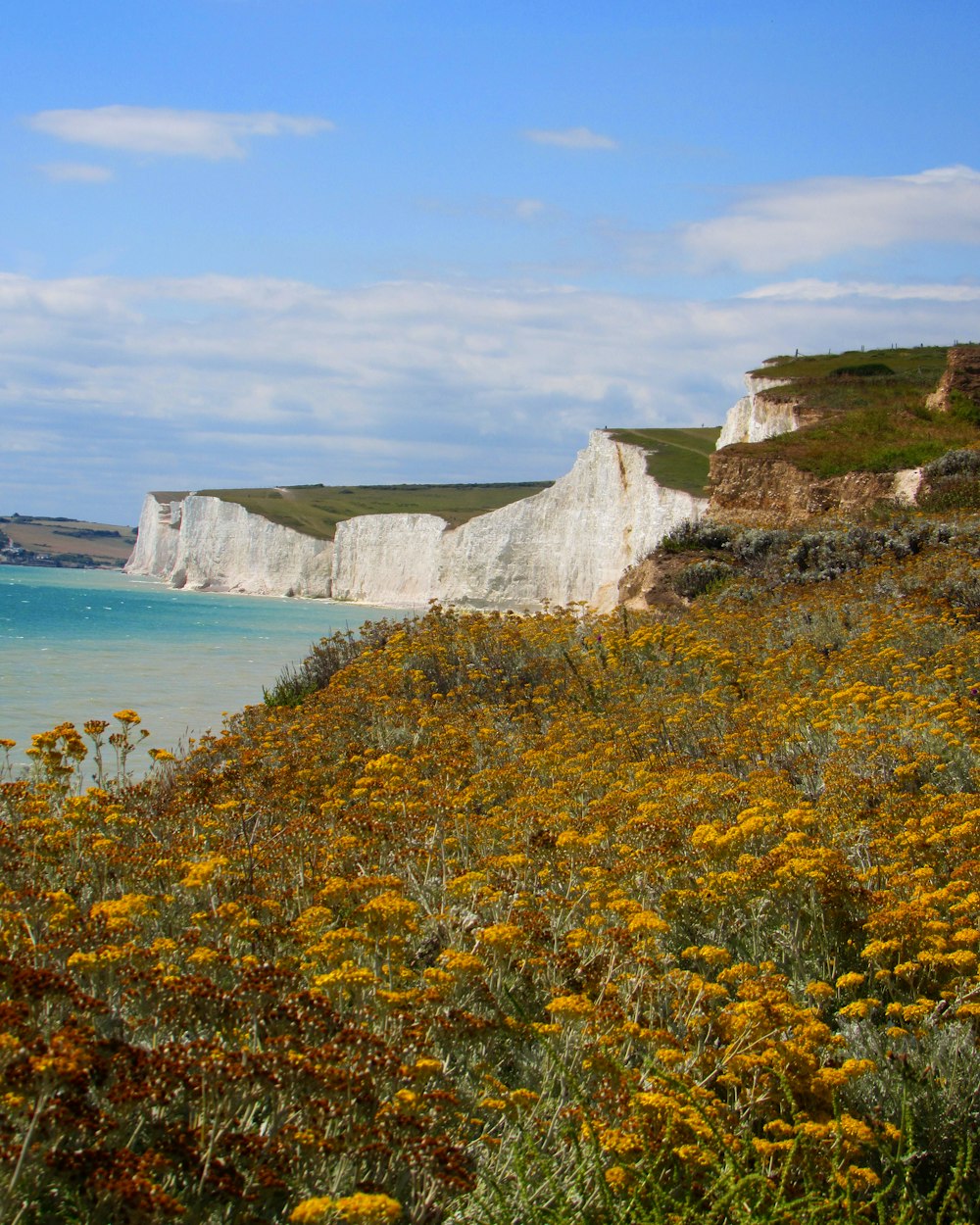 a field of flowers next to a body of water