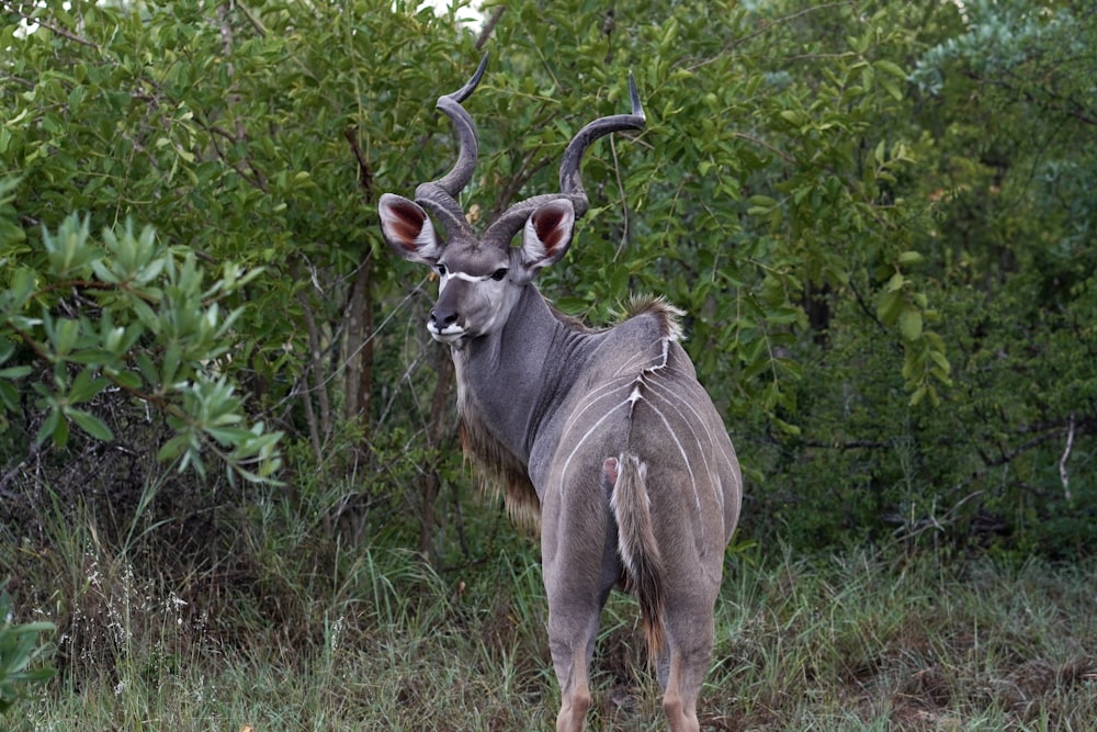 a large antelope standing in the middle of a field