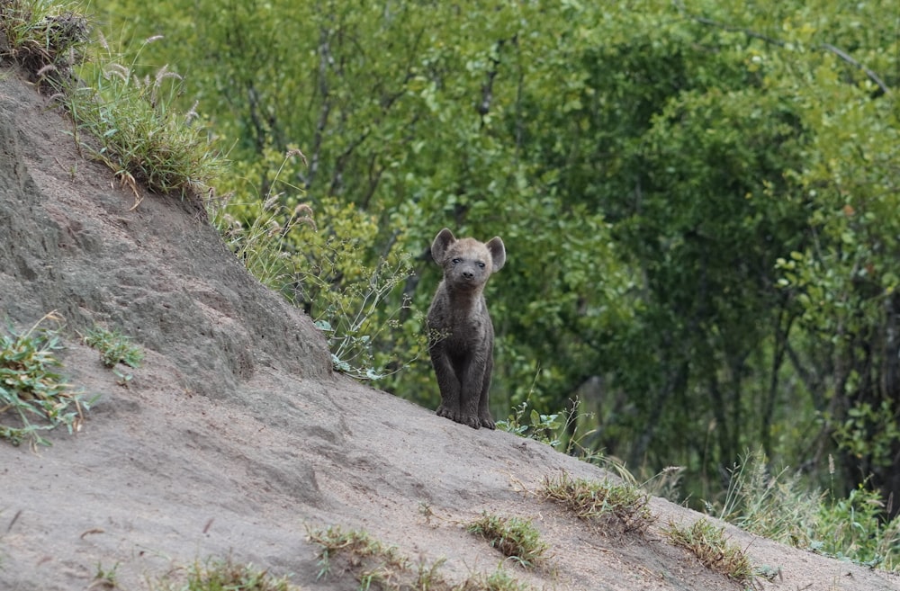 a small animal standing on top of a dirt hill