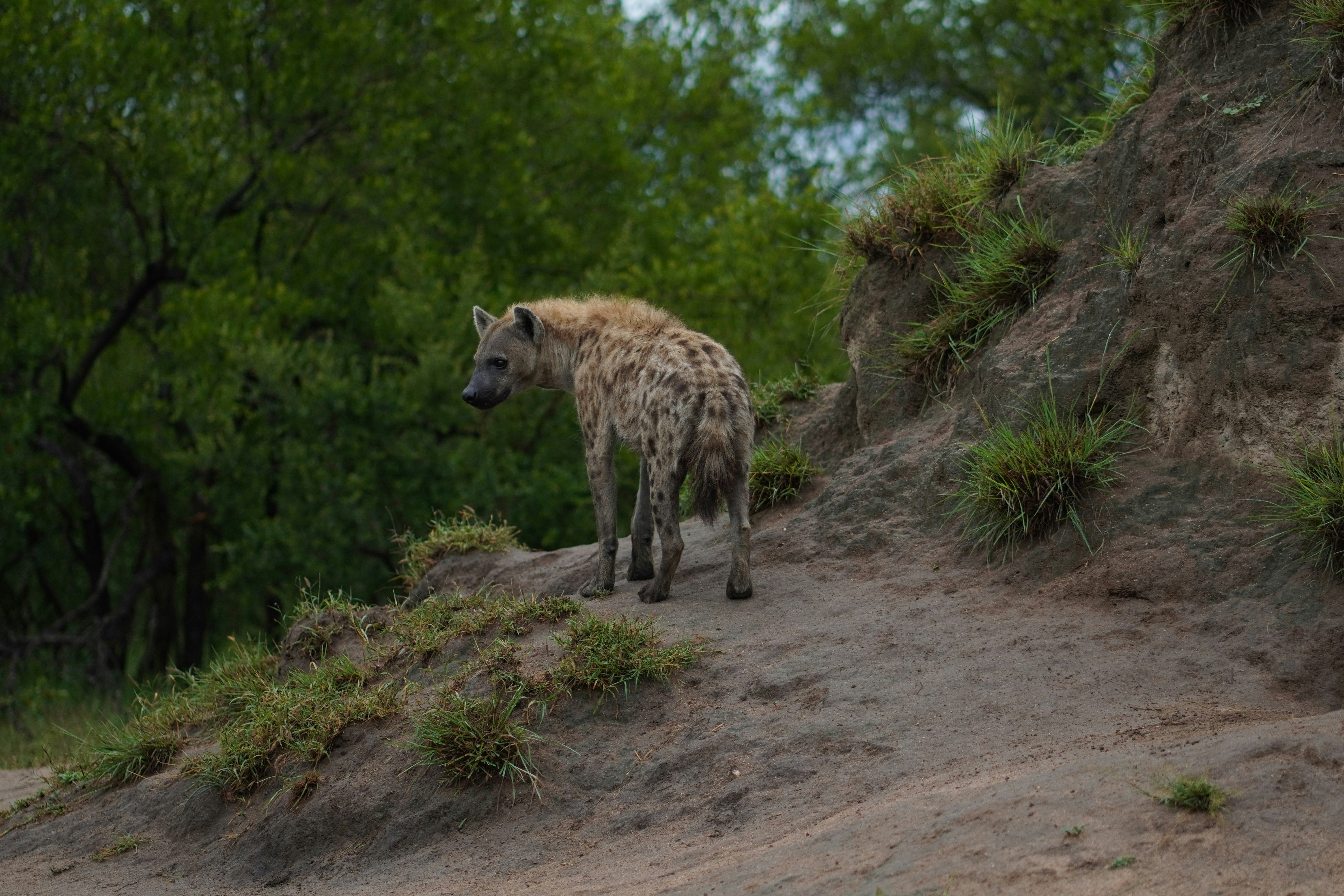 a hyena walking up a hill in the wild