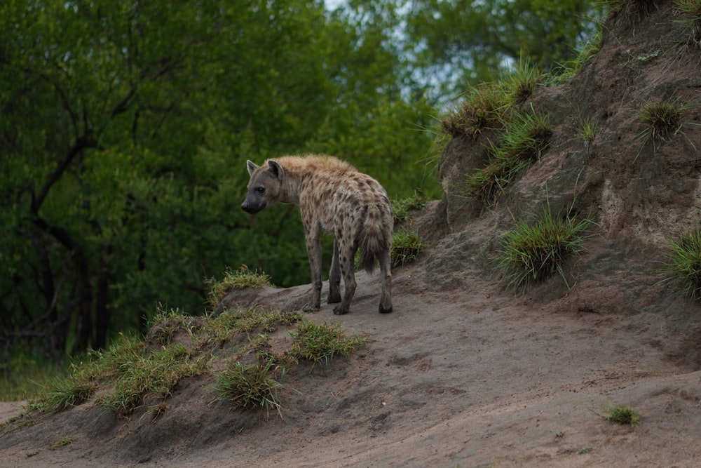 a hyena walking up a hill in the wild
