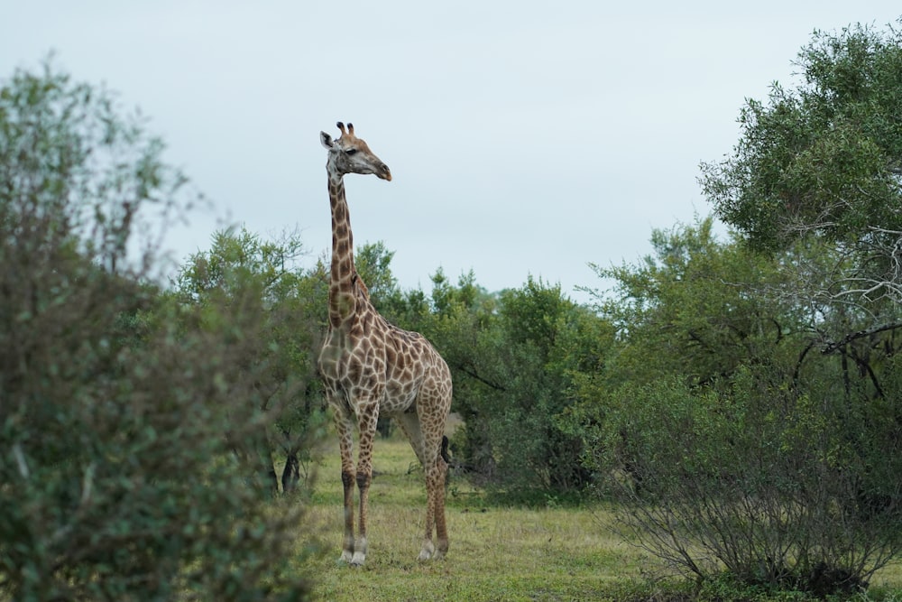 eine Giraffe, die mitten auf einem Feld steht