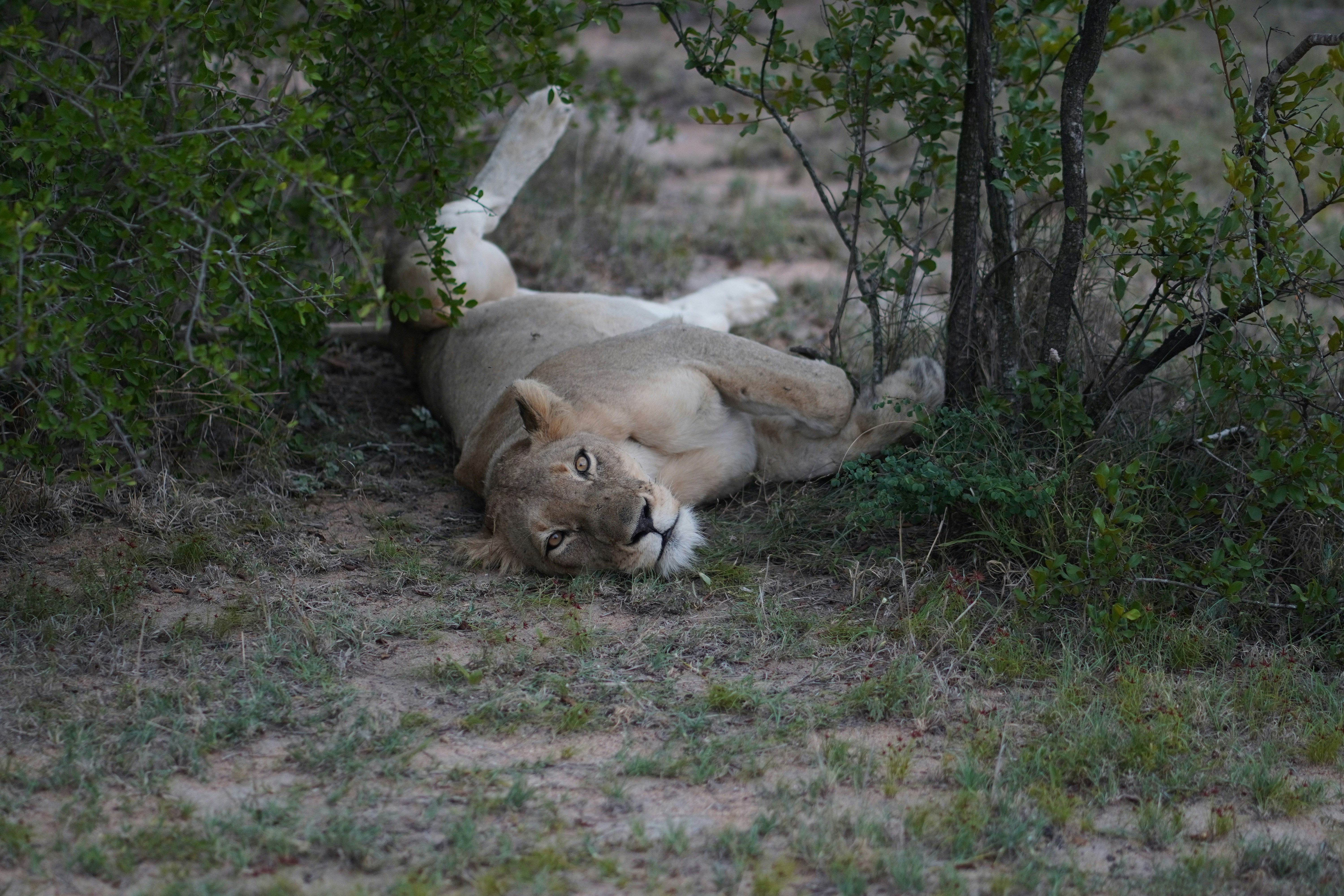 Disguised Discomfort: Hiding Pain and Injury (image credits: unsplash)