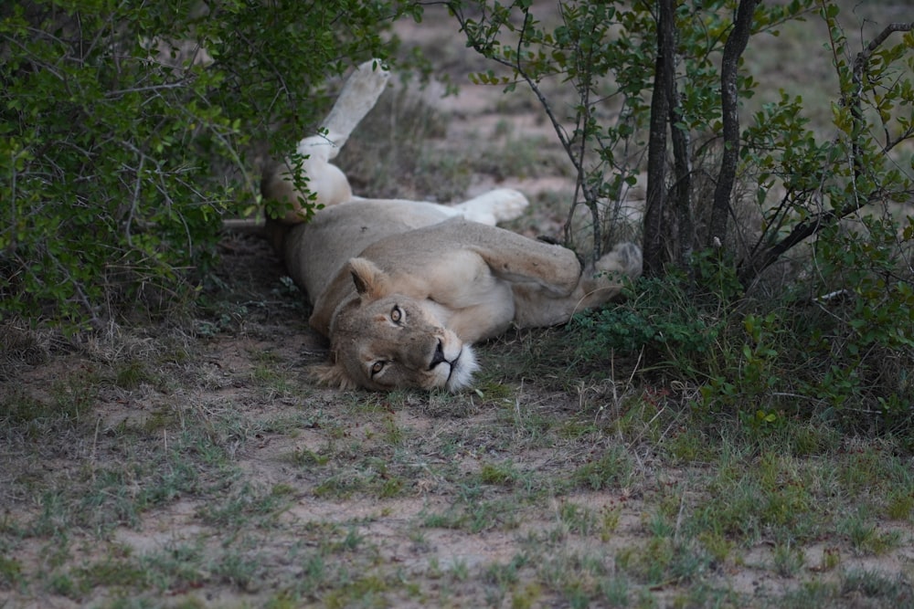 a lion laying in the grass next to a tree