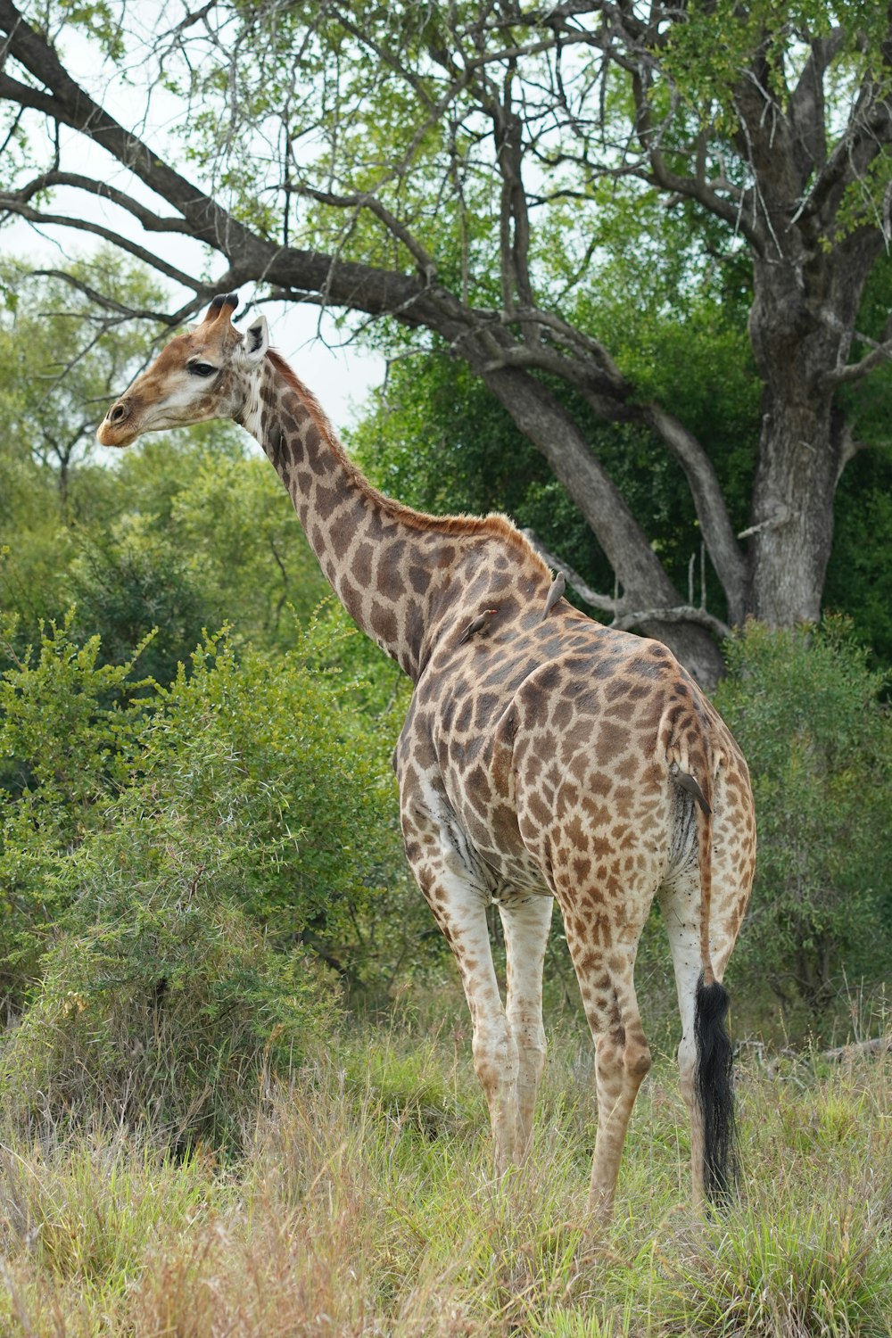 una jirafa parada en un campo junto a un árbol