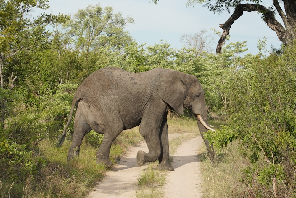 a large elephant walking down a dirt road