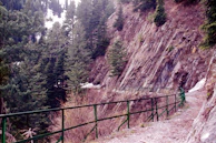 A winding trail leading through dense pine forests toward towering cliffs.