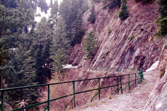 A winding trail leading through dense pine forests toward towering cliffs.