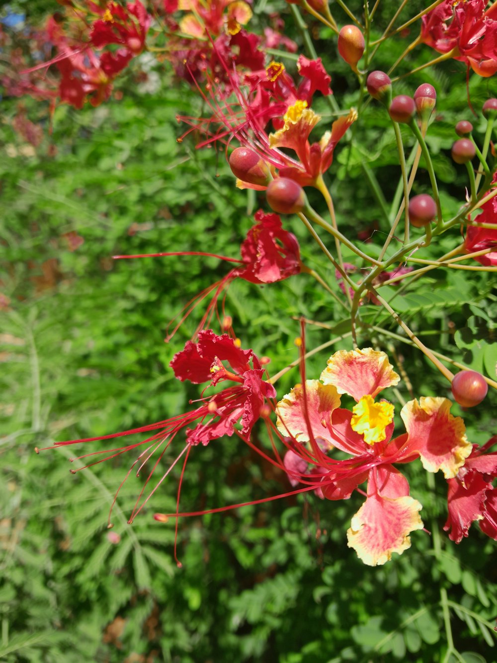 a bunch of flowers that are in the grass