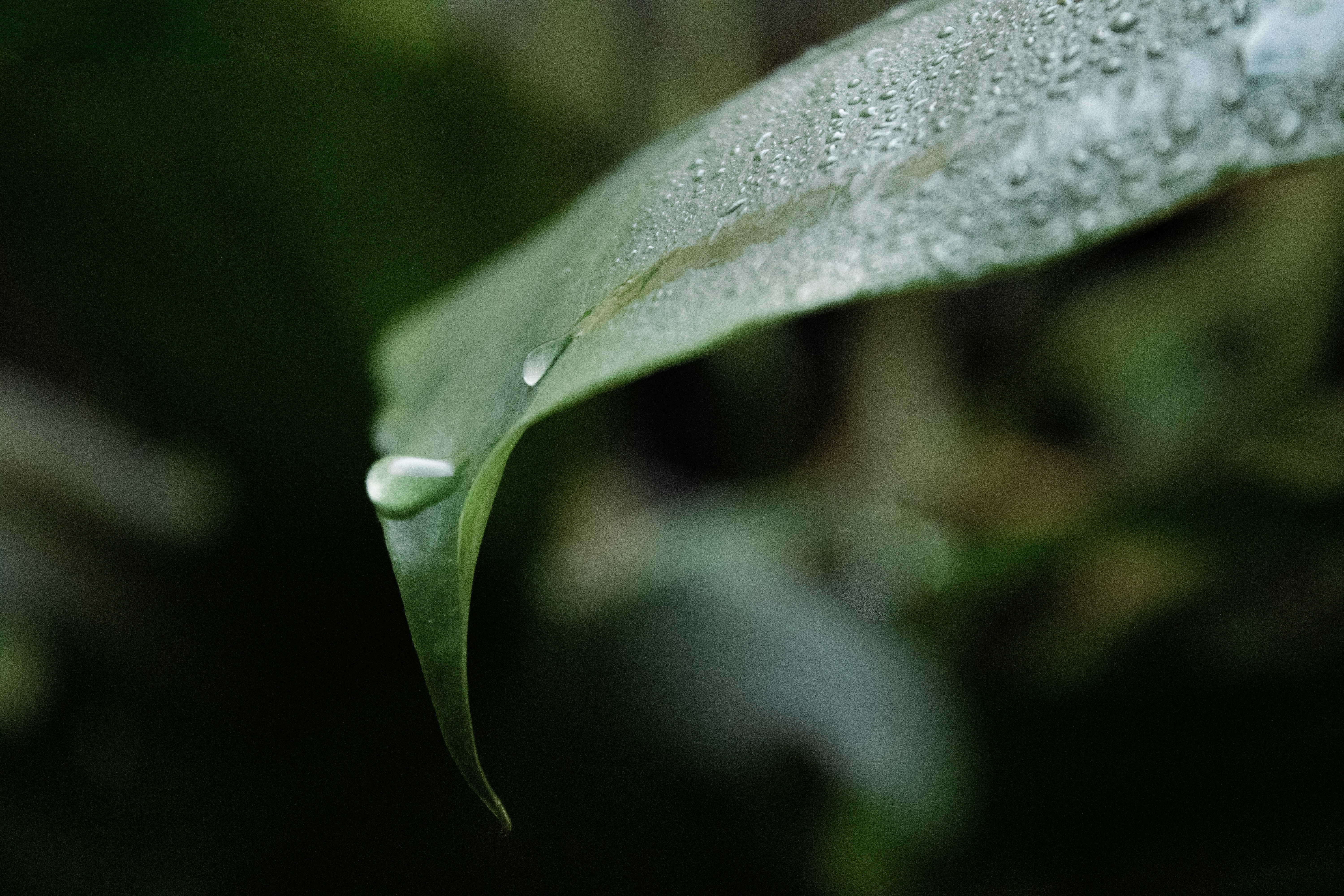 a green leaf with water droplets on it