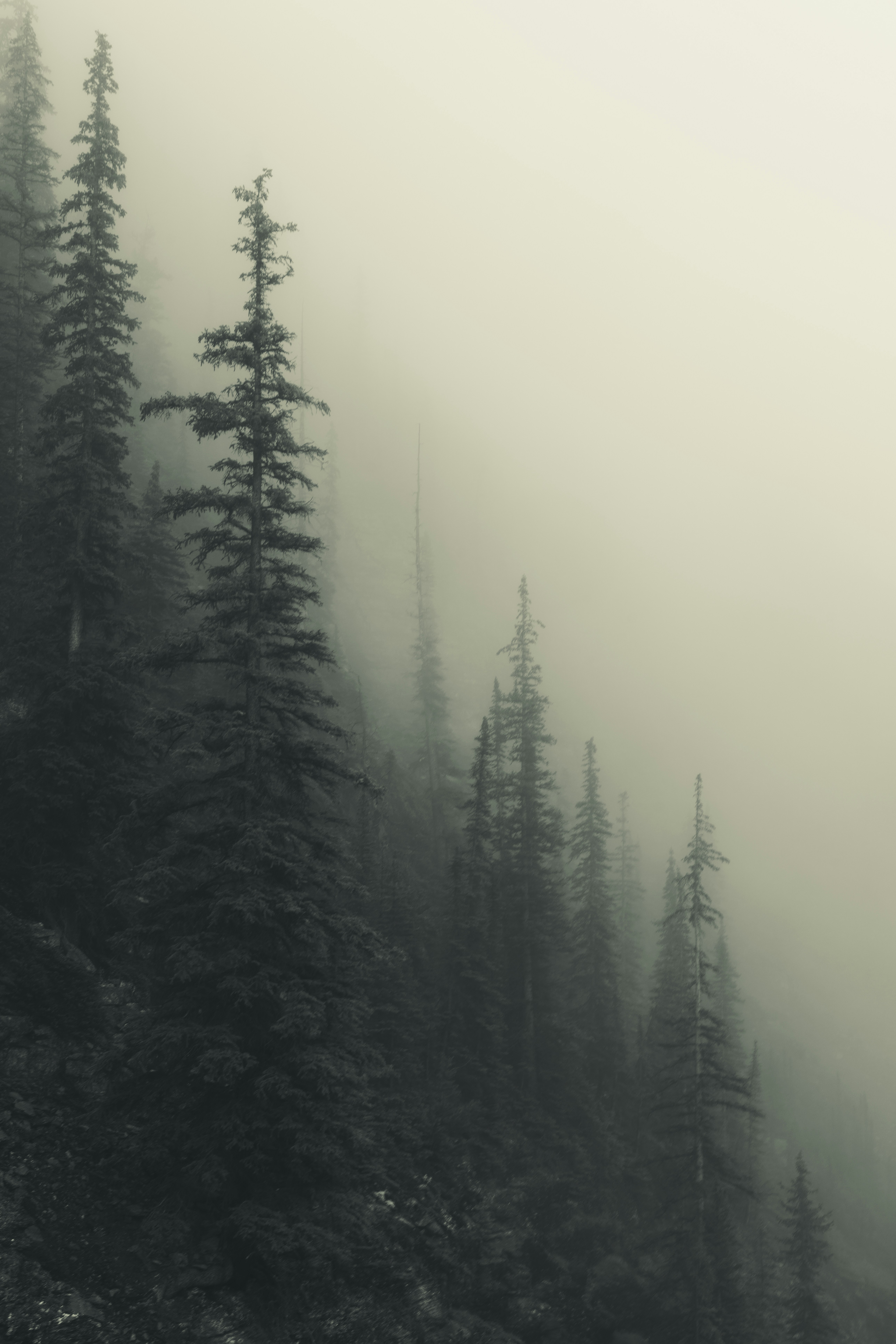 Una foto en blanco y negro de un bosque brumoso foto – Imagen de Fondo de  pantalla gratuita en Unsplash, image size:3000x4499