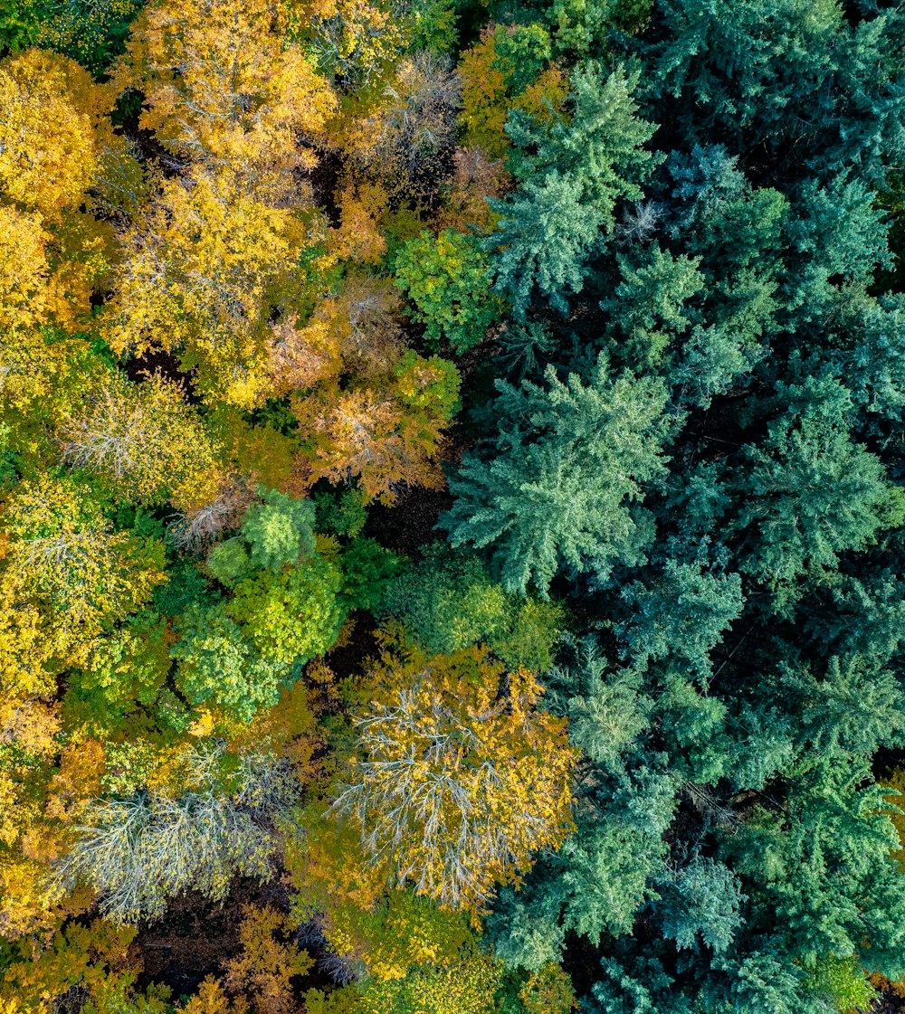 a group of trees that are next to each other