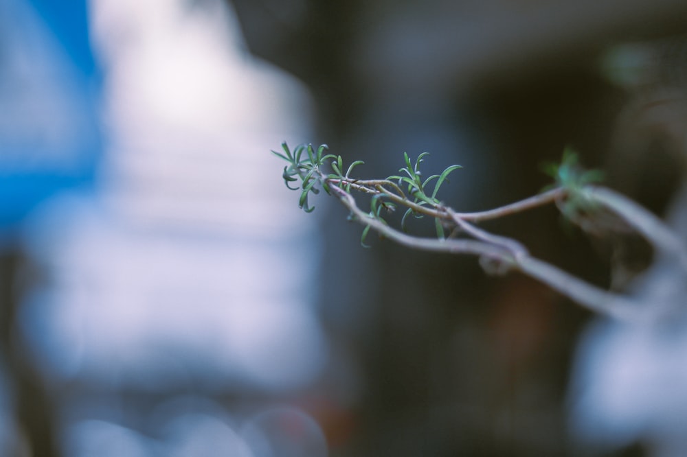 a close up of a plant with small leaves