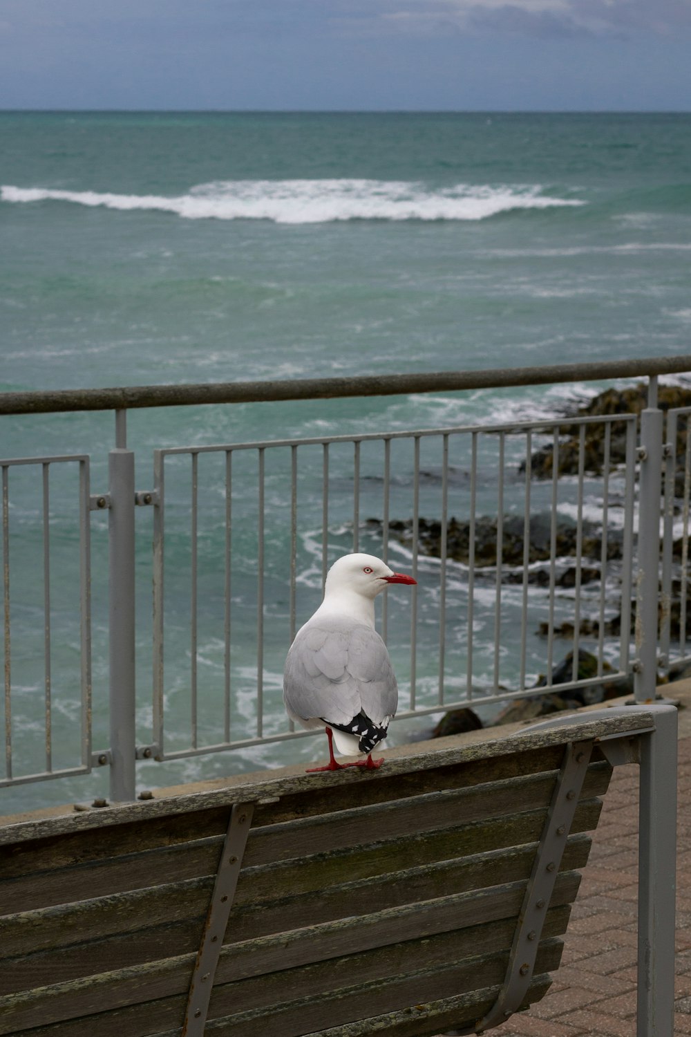 a seagull sitting on a bench near the ocean