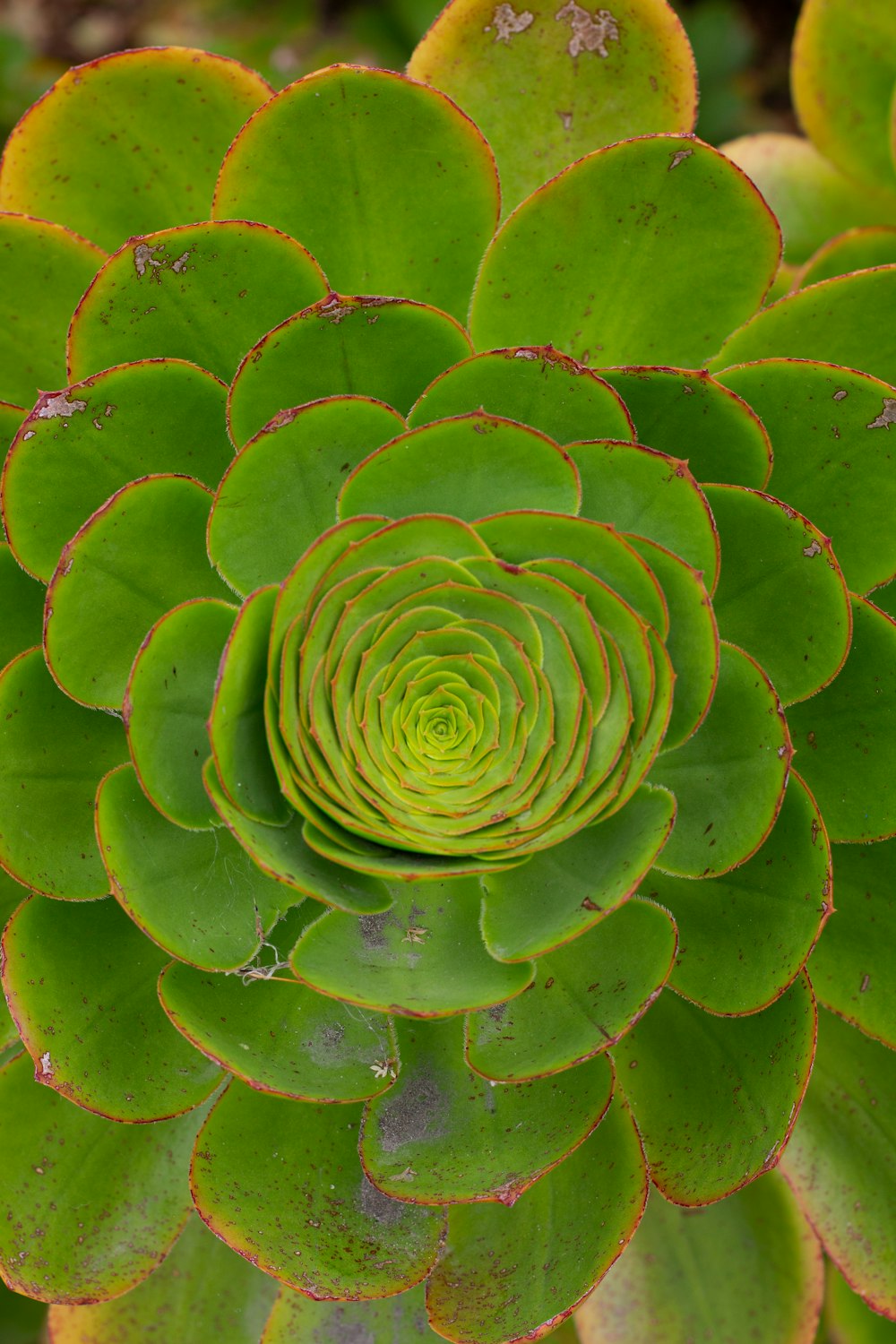 a close up of a green plant with leaves