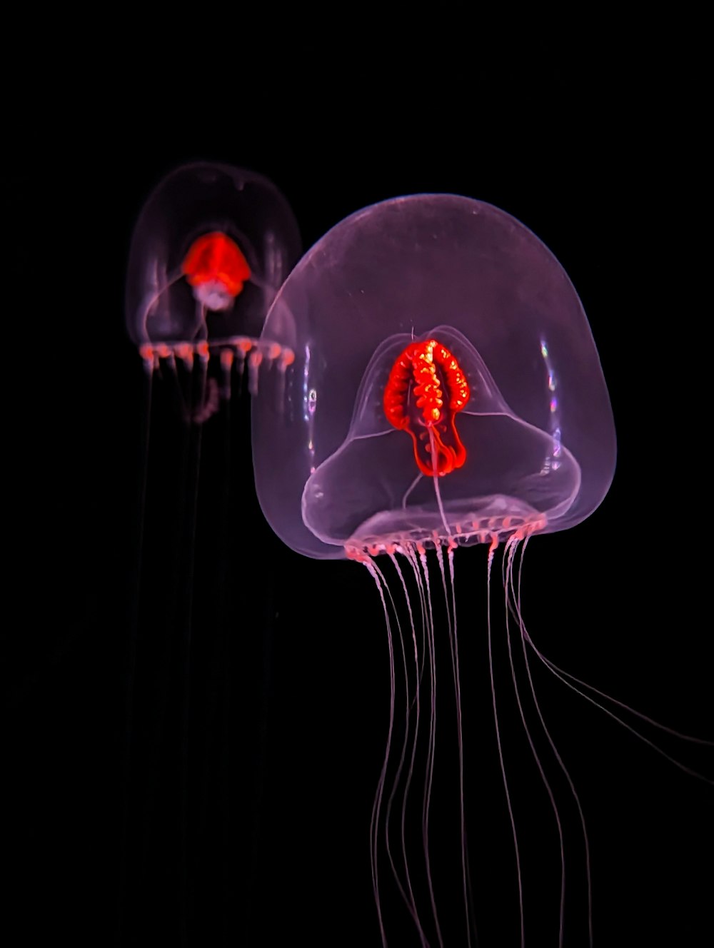 a group of jellyfish swimming in the dark