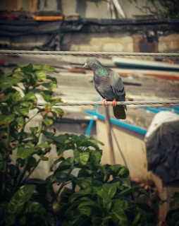 A pigeon perched on an electrical wire with a background of urban structures and greenery below. The pigeon has a mix of grey and iridescent feathers with pinkish feet, and the plants below add a touch of nature to the composition.