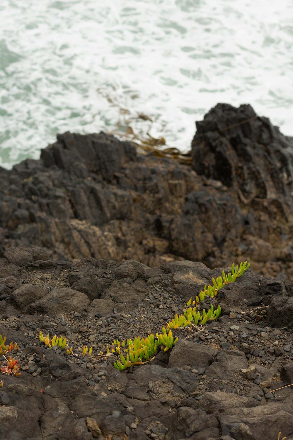 a green plant growing on a rocky beach